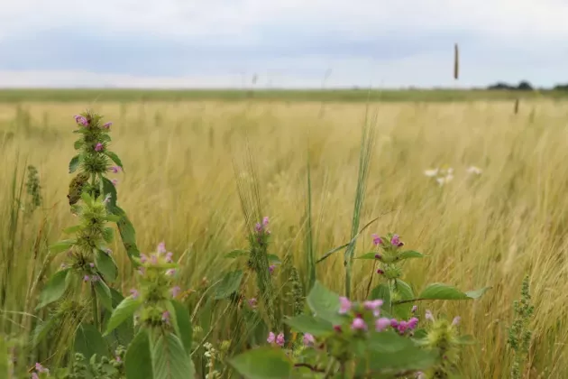 Pink flowers growing on a field of barley.