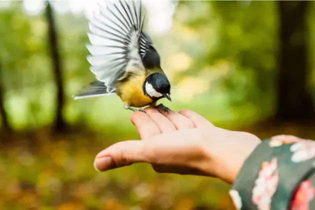 A bird is sitting on a stretched out hand.