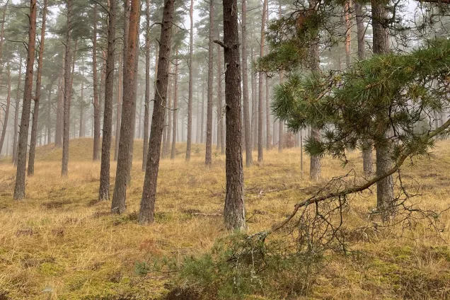 Forest in a misty fog