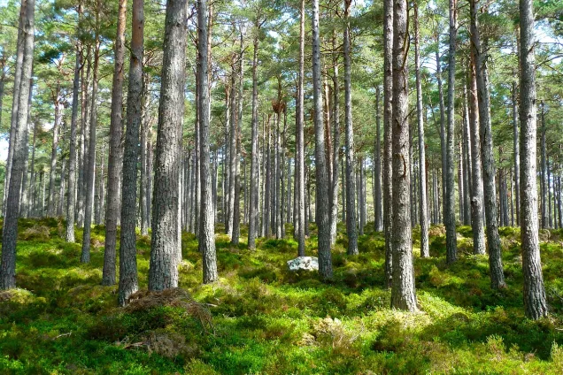 Trees in a forest. Photo: Pixabay.